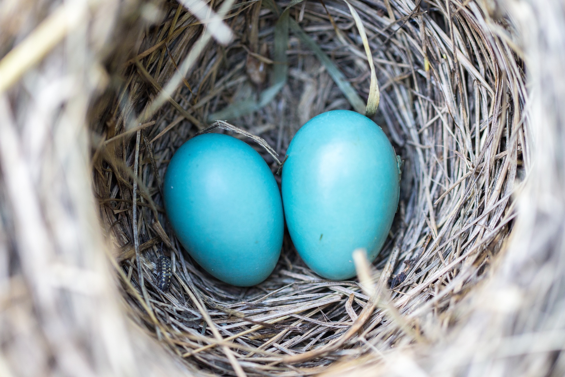 bird-nest-eggs-blue-158734