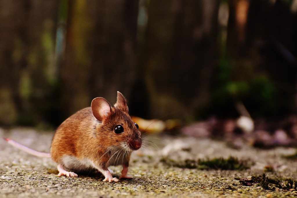 a mouse was a problem for one reader who was renting